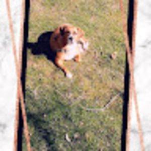 Meet your Posher, Allie